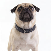 Hand Made Leather Dog Collar - Ruthless Black & Black (Slim Fit)