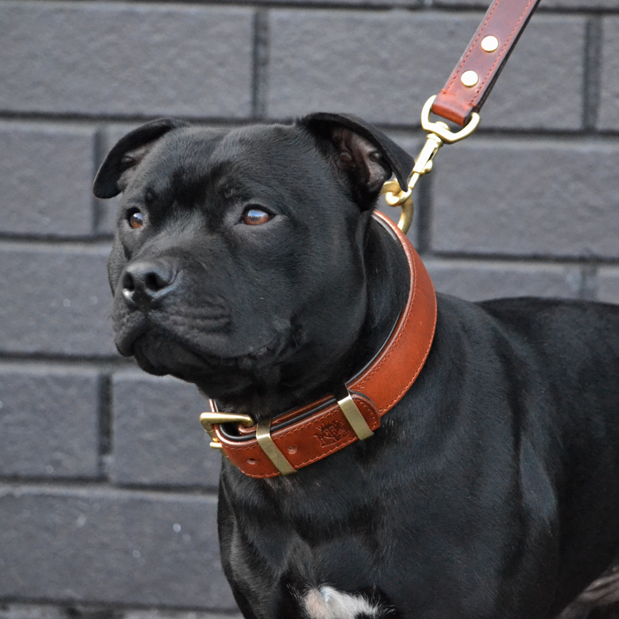 Leather Dog Collar - Classic Brown & Brass (Regular Fit)