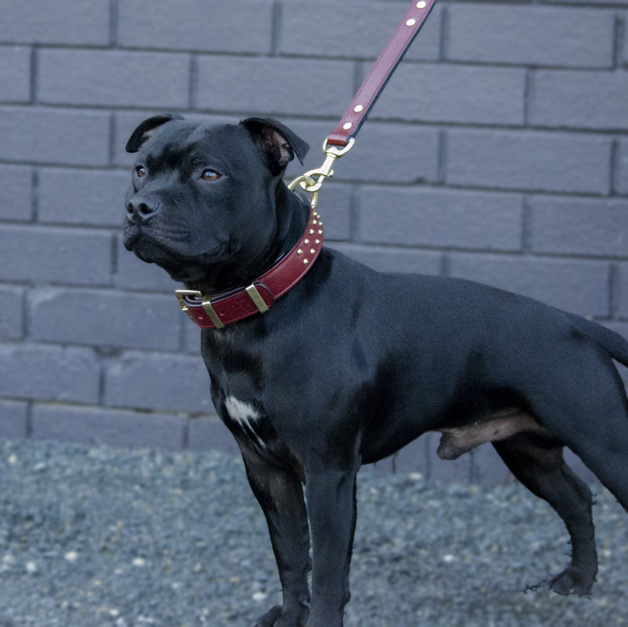 Hand Made Leather Dog Collar - RuffNeck Cherry & Brass (Regular Fit)