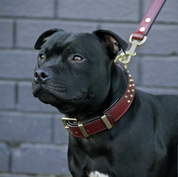 Hand Made Leather Dog Collar - RuffNeck Cherry & Brass (Regular Fit)