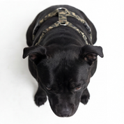 SUPATUFF® Strong Dog Harness – Camoflague | Slim Fit