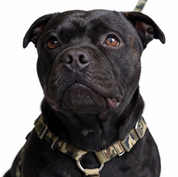 SUPATUFF® Strong Dog Harness – Camoflague | Slim Fit