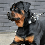 SUPATUFF® Strong Dog Collar Black (Wide Fit)