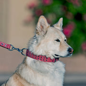 Hand Made Leather Dog Collar - RuffNeck Pink & Chrome (Regular Fit)