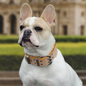 Hand Made Leather Dog Collar - Classic Buckskin & Chrome (Wide Fit)