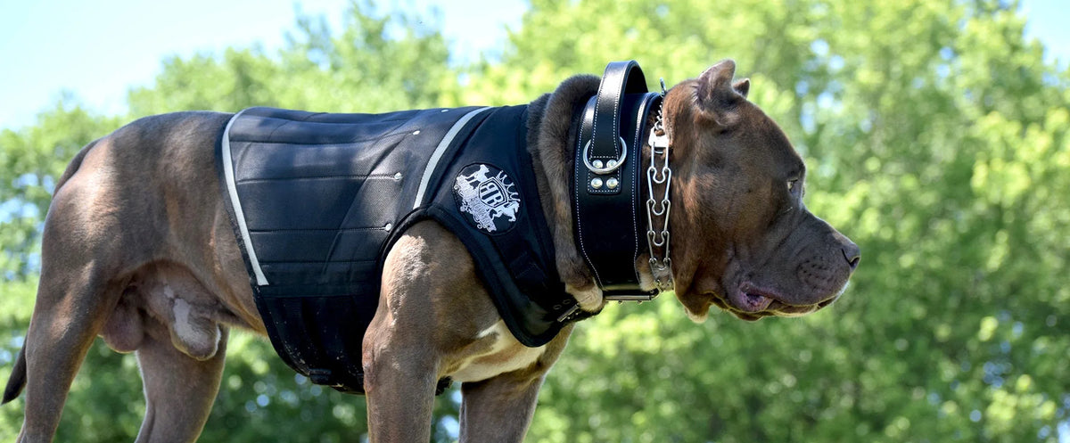 Muscular adult dog wearing a black Rogue Royalty canine weight vest during supervised conditioning exercise