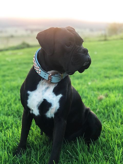 Baby Blue/Rose Gold Leather Dog Collar - On neck