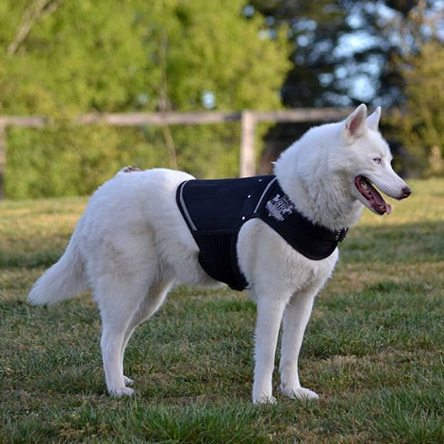Side view of White Siberian Husky walking in dog park wearing a Rogue Royalty canine weight vest.