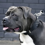 american staffy collars