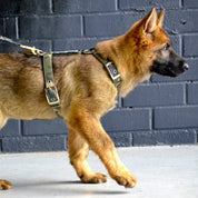 dog-harness-camo