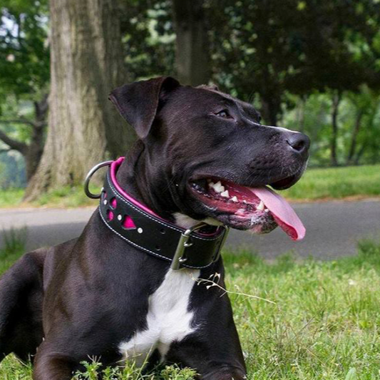 American Pit bull wearing pink and black leather dog collar